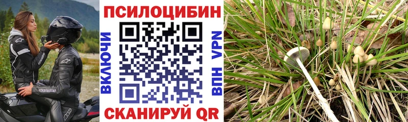 Псилоцибиновые грибы Psilocybe  как найти наркотики  Игарка 